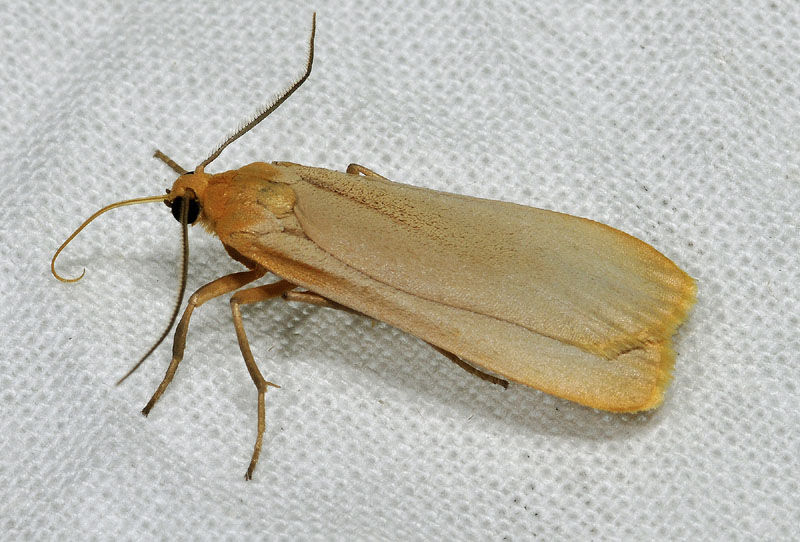 Eilema depressa